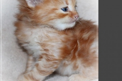 David-Bowie-Liebeshof-cinnamon-golden-classic-tabby-5-Wochen-alt.-www.sibirische-katzen-hamburg.de-II