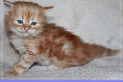 David-Bowie-Liebeshof-cinnamon-golden-classic-tabby-5-Wochen-alt.-www.sibirische-katzen-hamburg.de_