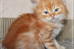 David-Bowie-Liebeshof-cinnamon-golden-classic-tabby-6-Wochen-alt.-www.sibirische-katzen-hamburg.de-I