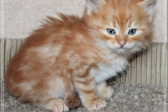David-Bowie-Liebeshof-cinnamon-golden-classic-tabby-6-Wochen-alt.-www.sibirische-katzen-hamburg.de-II
