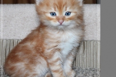 David-Bowie-Liebeshof-cinnamon-golden-classic-tabby-6-Wochen-alt.-www.sibirische-katzen-hamburg.de-III