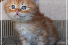 David-Bowie-Liebeshof-cinnamon-golden-classic-tabby-6-Wochen-alt.-www.sibirische-katzen-hamburg.de_