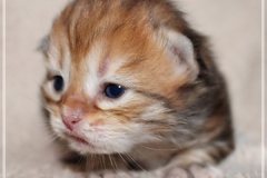 Elihu-Root-Liebeshof-black-golden-classic-tabby-14-Tage-alt.-www.sibirische-katzen-hamburg.de-I