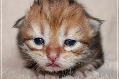 Elihu-Root-Liebeshof-black-golden-classic-tabby-14-Tage-alt.-www.sibirische-katzen-hamburg.de-II