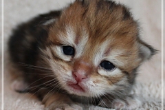 Elihu-Root-Liebeshof-black-golden-classic-tabby-14-Tage-alt.-www.sibirische-katzen-hamburg.de-III