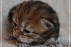 Elihu-Root-Liebeshof-black-golden-classic-tabby-14-Tage-alt.-www.sibirische-katzen-hamburg.de-IV