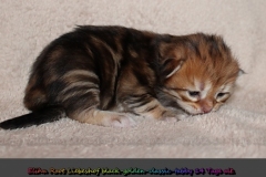 Elihu-Root-Liebeshof-black-golden-classic-tabby-14-Tage-alt.-www.sibirische-katzen-hamburg.de_