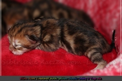 Elihu-Root-Liebeshof-black-golden-classic-tabby-3-Tage-alt.-www.sibirische-katzen-hamburg.de-I