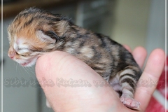 Elihu-Root-Liebeshof-black-golden-classic-tabby-3-Tage-alt.-www.sibirische-katzen-hamburg.de_