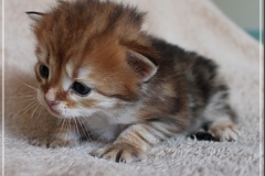 Elihu-Root-Liebeshof-black-golden-classic-tabby-3-Wochen-alt.-Sibirische-Katze-I