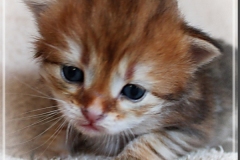 Elihu-Root-Liebeshof-black-golden-classic-tabby-3-Wochen-alt.-Sibirische-Katze-II