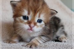 Elihu-Root-Liebeshof-black-golden-classic-tabby-3-Wochen-alt.-Sibirische-Katze-III