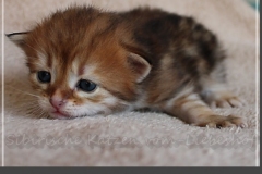 Elihu-Root-Liebeshof-black-golden-classic-tabby-3-Wochen-alt.-Sibirische-Katze