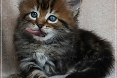 Elihu-Root-Liebeshof-black-golden-classic-tabby-53-Wochen-alt.-Sibirischer-Kater-I