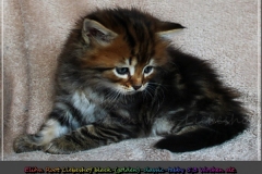Elihu-Root-Liebeshof-black-golden-classic-tabby-53-Wochen-alt.-Sibirischer-Kater-II