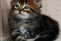 Elihu-Root-Liebeshof-black-golden-classic-tabby-53-Wochen-alt.-Sibirischer-Kater