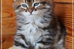 Elihu-Root-Liebeshof-black-golden-classic-tabby-8-Wochen-alt.-Sibirischer-Kater-II