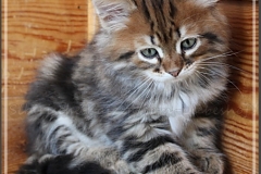 Elihu-Root-Liebeshof-black-golden-classic-tabby-8-Wochen-alt.-Sibirischer-Kater-III