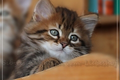 Elihu-Root-Liebeshof-black-golden-classic-tabby-8-Wochen-alt.-Sibirischer-Kater