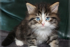 Fenjala-Liebeshof-black-silver-classic-tabby-white-6-Wochen-alt.-Siberian-Altai-Eyes-www.sibirische-katzen-hamburg.de-I