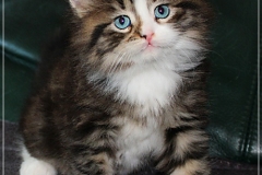 Fenjala-Liebeshof-black-silver-classic-tabby-white-6-Wochen-alt.-Siberian-Altai-Eyes-www.sibirische-katzen-hamburg.de-II