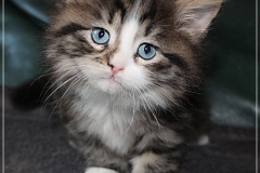Fenjala-Liebeshof-black-silver-classic-tabby-white-6-Wochen-alt.-Siberian-Altai-Eyes-www.sibirische-katzen-hamburg.de-III