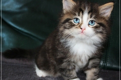Fenjala-Liebeshof-black-silver-classic-tabby-white-6-Wochen-alt.-Siberian-Altai-Eyes-www.sibirische-katzen-hamburg.de-IV