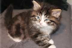 Fenjala-Liebeshof-black-silver-classic-tabby-white-6-Wochen-alt.-Siberian-Altai-Eyes-www.sibirische-katzen-hamburg.de-V