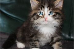 Fenjala-Liebeshof-black-silver-classic-tabby-white-6-Wochen-alt.-Siberian-Altai-Eyes-www.sibirische-katzen-hamburg.de_