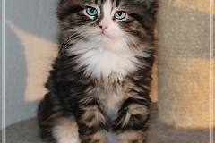 Fenjala-Liebeshof-black-silver-classic-tabby-white-8-Wochen-alt.-Siberian-Altai-Eyes-www.sibirische-katzen-hamburg.de-I