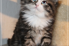 Fenjala-Liebeshof-black-silver-classic-tabby-white-8-Wochen-alt.-Siberian-Altai-Eyes-www.sibirische-katzen-hamburg.de-II