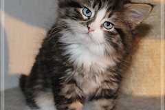 Fenjala-Liebeshof-black-silver-classic-tabby-white-8-Wochen-alt.-Siberian-Altai-Eyes-www.sibirische-katzen-hamburg.de-III