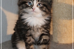 Fenjala-Liebeshof-black-silver-classic-tabby-white-8-Wochen-alt.-Siberian-Altai-Eyes-www.sibirische-katzen-hamburg.de_