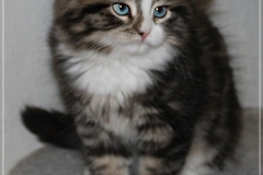 Fenjala-Liebeshof-black-silver-classic-tabby-white-9-Wochen-alt.-Siberian-Altai-Eyes-www.sibirische-katzen-hamburg.de-I