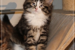 Fenjala-Liebeshof-black-silver-classic-tabby-white-9-Wochen-alt.-Siberian-Altai-Eyes-www.sibirische-katzen-hamburg.de-II