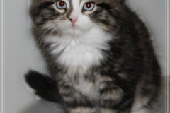 Fenjala-Liebeshof-black-silver-classic-tabby-white-9-Wochen-alt.-Siberian-Altai-Eyes-www.sibirische-katzen-hamburg.de_