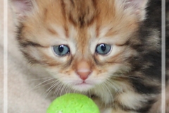 Ferrero-Liebeshof-black-golden-classic-tabby-4-Wochen-alt-www.sibirische-katzen-hamburg.de-II