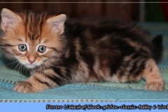 Ferrero-Liebeshof-black-golden-classic-tabby-6-Wochen-alt-www.sibirische-katzen-hamburg.de-I