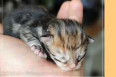 Ferrero-Liebeshof-black-golden-classic-tabby-8-Tage-alt.-www.sibirische-katzen-hamburg.de-II