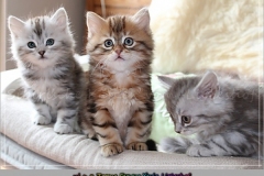 Ferrero-Liebeshof-black-golden-classic-tabby-8-Wochen-alt-www.sibirische-katzen-hamburg.de-VI
