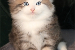 Filou-Paul-Liebeshof-blue-golden-classic-tabby-white-6-Wochen-alt.-Siberian-Altai-DBE-dominant-blue-eyes-I