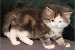 Filou-Paul-Liebeshof-blue-golden-classic-tabby-white-6-Wochen-alt.-Siberian-Altai-DBE-dominant-blue-eyes-II