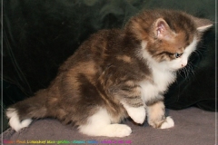 Filou-Paul-Liebeshof-blue-golden-classic-tabby-white-6-Wochen-alt.-Siberian-Altai-DBE-dominant-blue-eyes-III