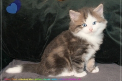 Filou-Paul-Liebeshof-blue-golden-classic-tabby-white-6-Wochen-alt.-Siberian-Altai-DBE-dominant-blue-eyes-IV