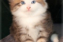 Filou-Paul-Liebeshof-blue-golden-classic-tabby-white-6-Wochen-alt.-Siberian-Altai-DBE-dominant-blue-eyes