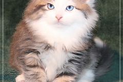 Filou-Paul-Liebeshof-blue-golden-classic-tabby-white-8-Wochen-alt.-Siberian-Altai-DBE-dominant-blue-eyes-II