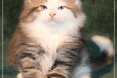 Filou-Paul-Liebeshof-blue-golden-classic-tabby-white-8-Wochen-alt.-Siberian-Altai-DBE-dominant-blue-eyes-IV