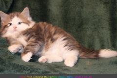 Filou-Paul-Liebeshof-blue-golden-classic-tabby-white-8-Wochen-alt.-Siberian-Altai-DBE-dominant-blue-eyes-V