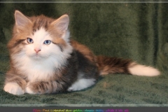 Filou-Paul-Liebeshof-blue-golden-classic-tabby-white-8-Wochen-alt.-Siberian-Altai-DBE-dominant-blue-eyes-VI