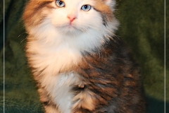 Filou-Paul-Liebeshof-blue-golden-classic-tabby-white-8-Wochen-alt.-Siberian-Altai-DBE-dominant-blue-eyes